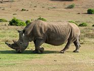 Rhino