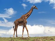 giraffe