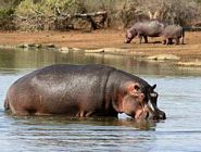 Hippo