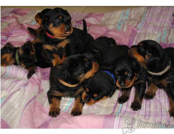 Chiots Rottweiler De Race Pure A Vendre Vermifuge Et