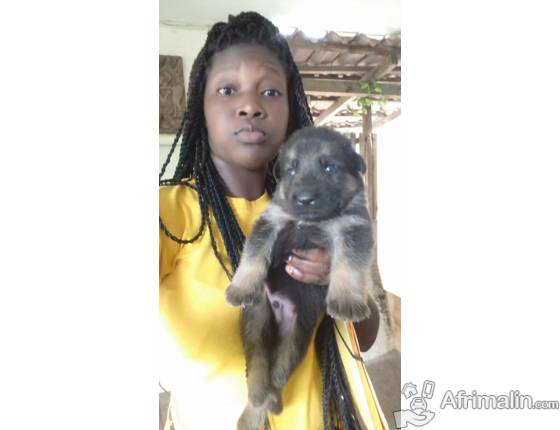 Chiots Berger Allemand Et Autres Races Disponibles Abidjan