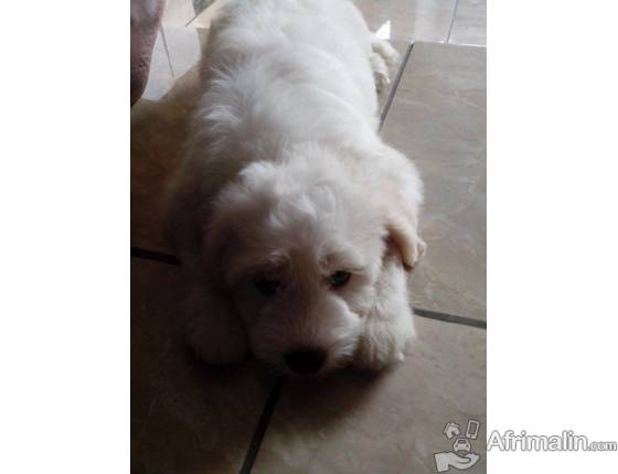 Chiots Berger Allemand Et Autres Races Disponibles Abidjan