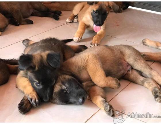 Vente De Chiots De Races Malinois Abidjan Région D