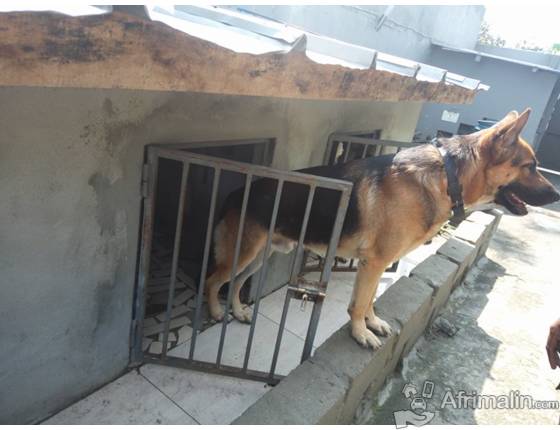 Chiot Berger Allemand à Vendre Abidjan Région Dabidjan