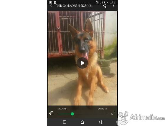 Berger Allemand Cotonou Région Du Littoral Bénin