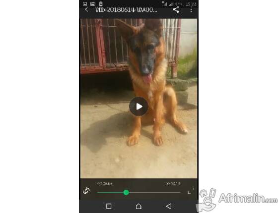 Berger Allemand Cotonou Région Du Littoral Bénin