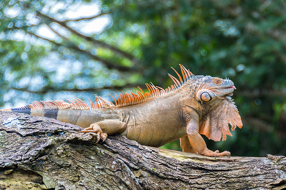 Caño Negro National Wildlife Refuge Andrew