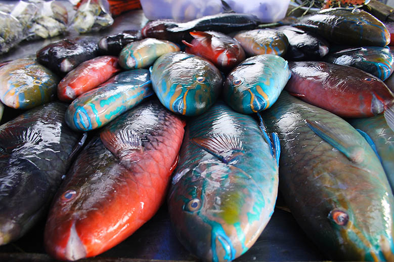 Discover 7 Spectacular Fish Found In Thailand – LAUQA
