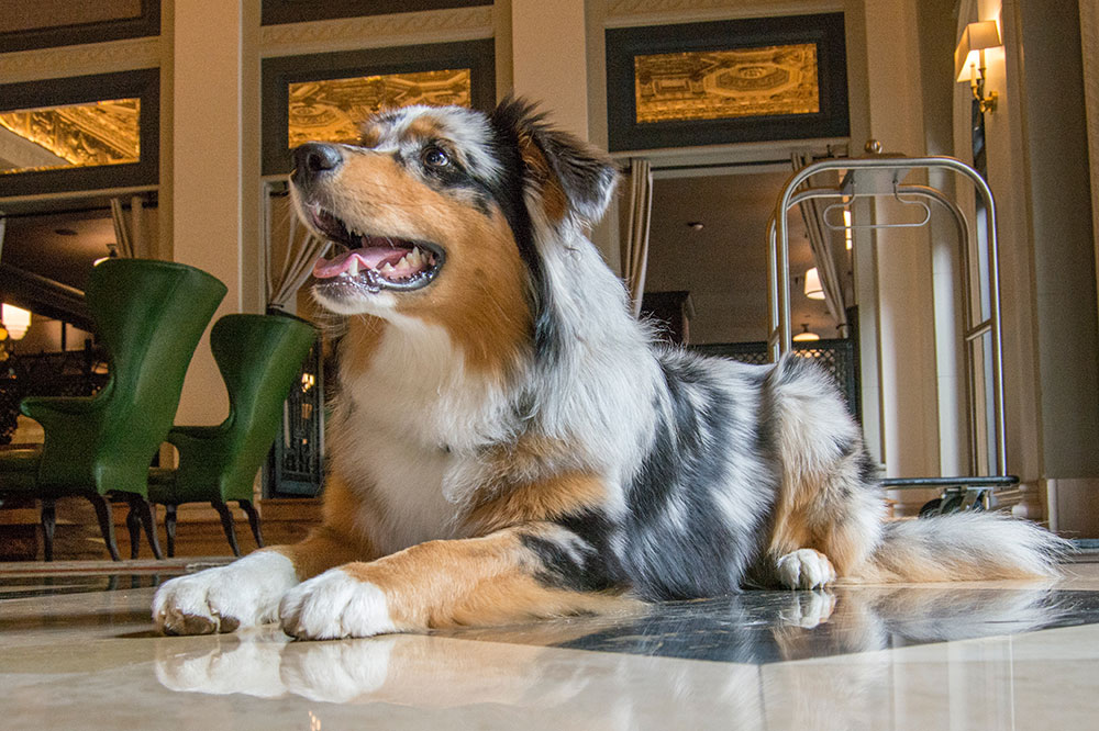 11 PetFriendly Hotels OvertheTop Amenities for Dogs & Cats