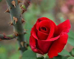 A rosa e os espinhos - Arautos do Evangelho