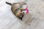 cat playing with feathered toy