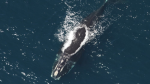 aerial photo of a Right Whale surfacing