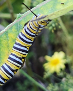 swallowtail caterpillar eating a leaf