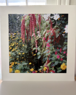 photo of flowers on a mounting board