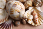 mixed shells