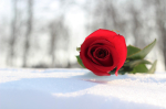 red rose lying on snow