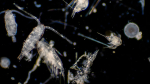 zoomed in photo of tiny plankton in deep water