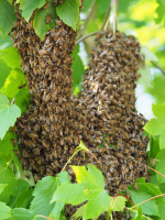 swarm of bees in a tree