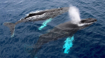 a pair of humpback whales at the ocean's surface