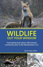 Cover of the book Wildlife Out Your Window by Brad Timm