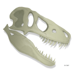 Dino Skull