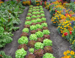 Herb Gardens