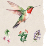 hummingbird gardening tips