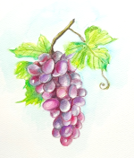grapes