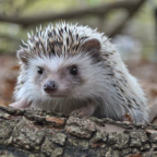 Briar Bush Live Animal Encounter: Ages 3 and Up