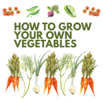 How to Grow Your Own Vegetables