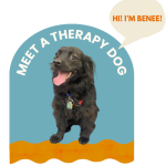 Therapy dog Bennie 