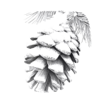 Pinecone