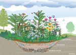 Rain Gardens - Planting Native Plants for Soggy Soil