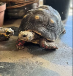 tortoise at Barn Nature Center