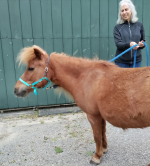 Flyer, the miniature horse