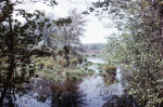 pine hawk swamp