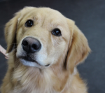 Read to Samantha, 2:00-2:15pm slot