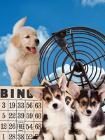 Puppies play in front of a blue sky and a bingo cage.