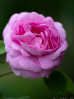 a blooming pink flower