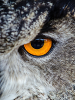 Close-up of an owl's eye.