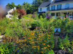 A lush, colorful front yard filled with native wildflowers and greenery is marked with a "Certified 
