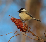 Chickadee Sumac bird on branch with blue sky background