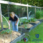 A person tends to young plants in raised garden beds enclosed by a wire fence.