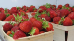 Multiple baskets full of strawberries
