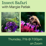 Green background with an image of a grasshopper and a bumblebee