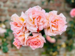 A close-up of a cluster of delicate, pale pink roses with hints of yellow at the center, covered in 