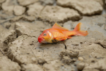Fish on land