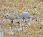 Sandhill crane