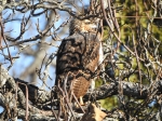 Immature Great Black Hawk, Portland, ME (Dec. 1, 2018), Photo: Anita DeStefano