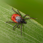 a zoomed in photograph of a red and black tick on a leaf.